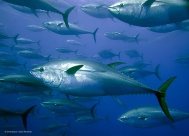 2013 EU bluefin tuna fishery likely to close early as national quotas are exhausted 