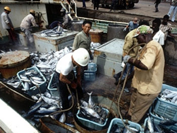 Only 13 pc of fishing stocks are not totally exploited FAO 
