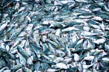 FAO thinks global wild caught fish will fall 2 percent to 90 million tons this year