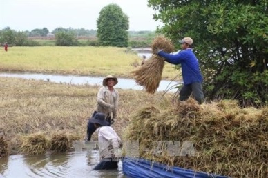 Farmers earn high profits from clean shrimp-rice cultivation