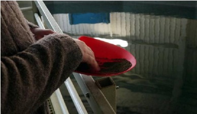 EU lifts ban on animal proteins in fish feed