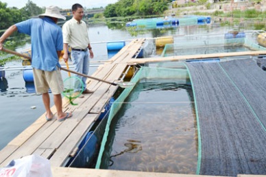 Quang Nam 7,000 jobs in fish aquaculture by 2020