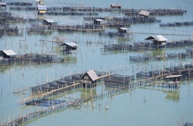 Give2Asia announces partnership to develop sustainable fisheries in Asia