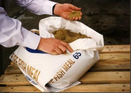 Sharp drop in fishmeal and fish oil landings 