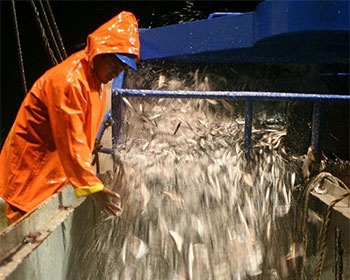 Sharp increase in anchovy landings for fishmeal industry