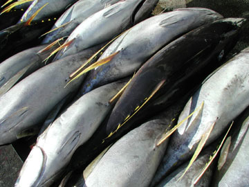 PNG Canned Tuna Exports Below 17,000 MT 
