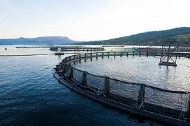 GAA to work with Australasia on responsible aquaculture