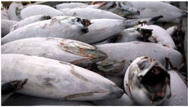 Tuna imports held at UK port over IUU fear