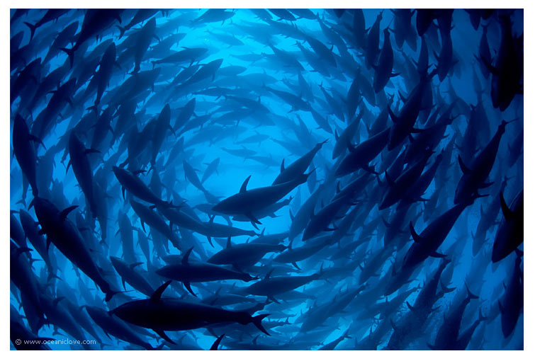 FAO 2012 Global Tuna Outlook