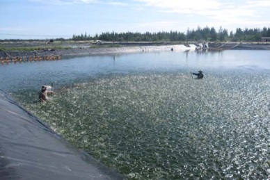 Ha Tinh High yield in high-tech vannamei farming on sand