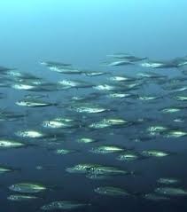 Peru ups hake quota by 21%