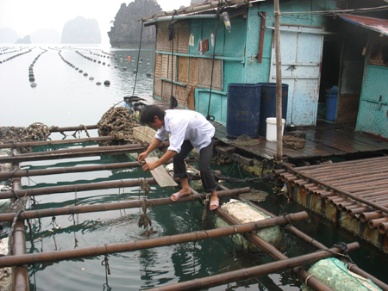 Quang Ninh Total seafood production estimated at 89,000 MT in 2012