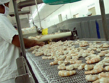Honduras Shrimp exports forecast for more than USD 200 million