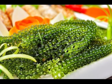 Khanh Hoa Grape seaweed meets Japanese standards