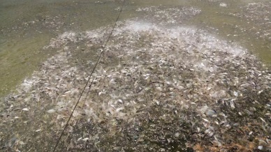 Pangasius exports to ASEAN decreased by 4%