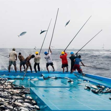 Buyers struggling to find pole-and-line tuna sources