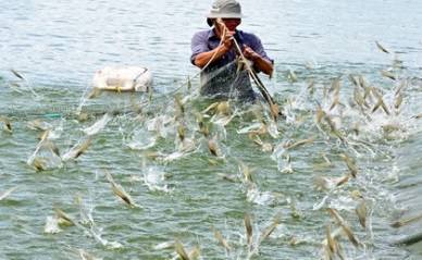 Pangasius harvests decreased 10% in Q12015