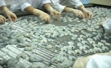 US levies anti-dumping tariffs on Vietnamese shrimp