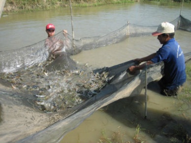 Ca Mau Black tiger shrimp farmers confront with a new bottleneck