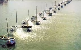 Soc Trang highlights industrial shrimp farming