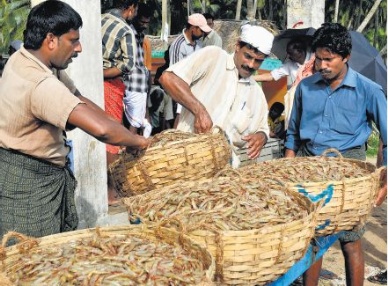 Centre aims to double per capita fish availability to 15 kg in North East region