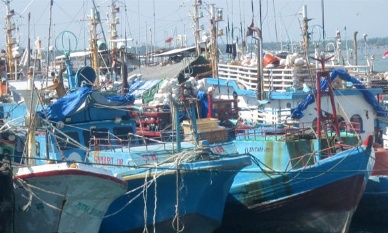 Seafood industry Indian west coast sees good tuna arrival