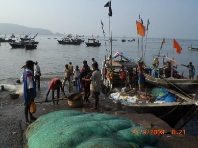 India Total marine capture fish landings touch 3.78 million tonnes