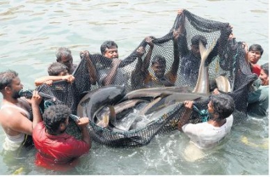 India Ranks No 2 in Fish Output Globally