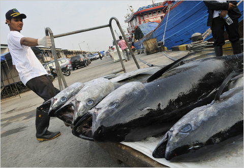 Indonesia wants to continue tuna export growth to US, Japan and beyond after successful 2011
