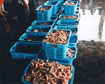 Indonesia Shrimp exporters prepare US explanation