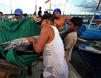 Indonesia getting stronger in the worlds tuna management
