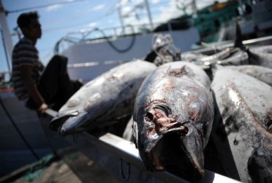 Indonesian Tuna Dominates Saudi Market