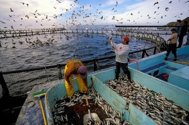 Indonesia to export more fishery products to Vietnam 