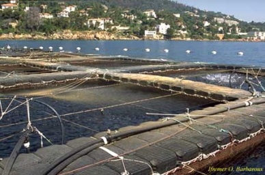 Japan government trying to boost income of fish farmers