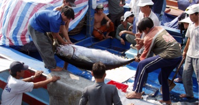 Khanh Hoa strives to boost seafood export