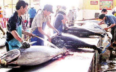 Despite Storms 54 Pct Higher Tuna Catches