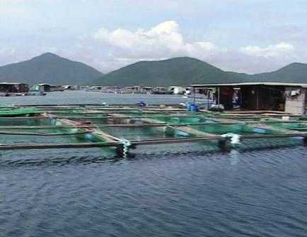 Khanh Hoa to turn towards sustainable farming of lobster