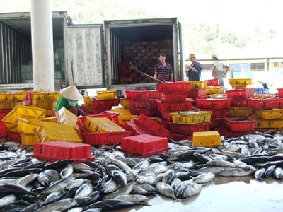 Khanh Hoa Planning to catch 4 thousand MT of ocean tuna