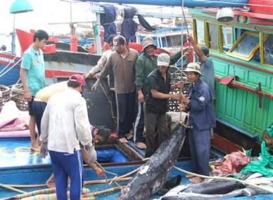 Khanh Hoa Capture production of ocean tuna reached over 2,000 MT