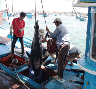 Khanh Hoa Tuna exports saw a sharp drop 