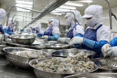 Shrimp sector Good result for 2013
