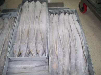 Khaspexco Rise in marine fish export volume