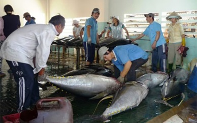 Khanh Hoa tuna production reaches 16,700 MT in 2016