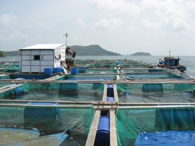 Quy Nhon Lack of seed for fish culture