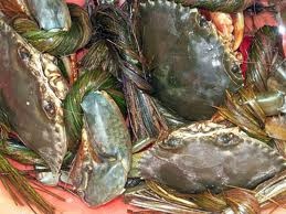 Kien Giang province harvested nearly 2,000 MT marine crabs