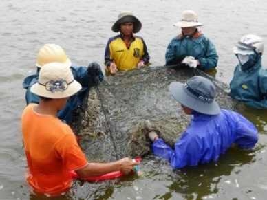 Kien Giang to expand shrimp farming models