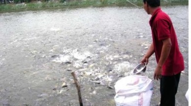 Vietnam fisheries production up 6.2% 