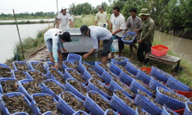 Attempting to overcome raw shrimp shortage