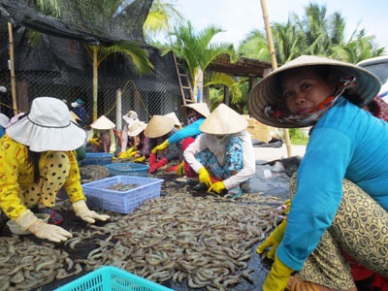 High profit for shrimp farmers in Mekong Delta 