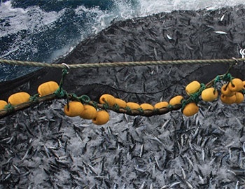 Worrying decline in landings for indirect consumption